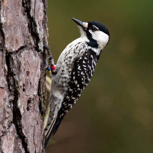 Red-cockaded Woodpecker © Shailesh Pinto