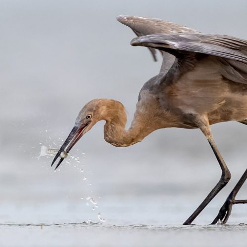 Reddish Egret © Brad Imhoff