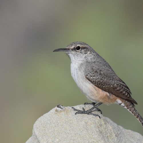 Rock Wren © Jack Parlapiano