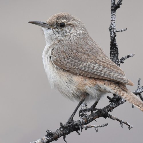 Rock Wren © Jack Parlapiano