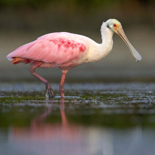 Roseate Spoonbill © Robert Royse
