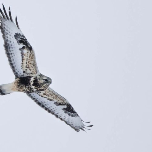 Rough-legged Hawk © Liam Hutcheson