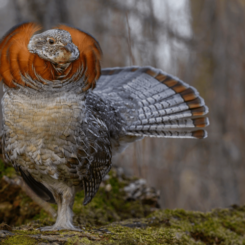Ruffed Grouse © Seth Owens