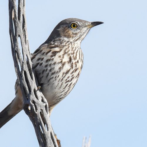 Sage Thrasher © Jack Parlapiano