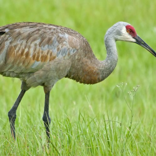 Sandhill Crane © Liam Wolff
