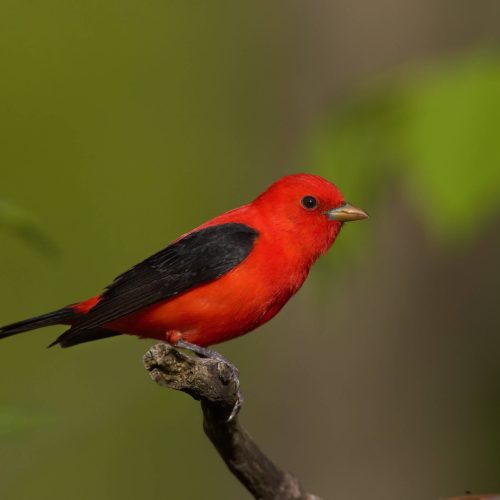 Scarlet Tanager © Robert Royse