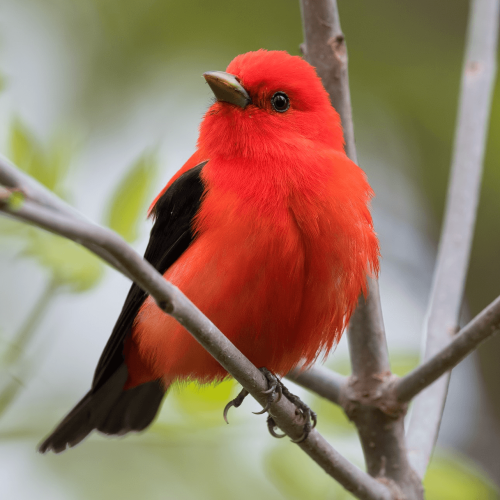 Scarlet Tanager © Shailesh Pinto