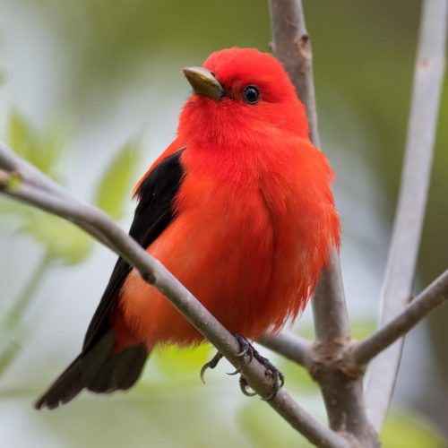Scarlet Tanager © Shailesh Pinto