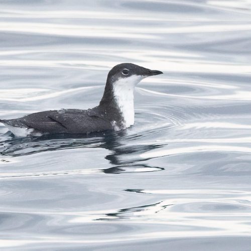 Scripps_s Murrelet © Liam Hutcheson