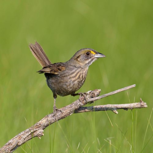 Seaside Sparrow © Robert Royse