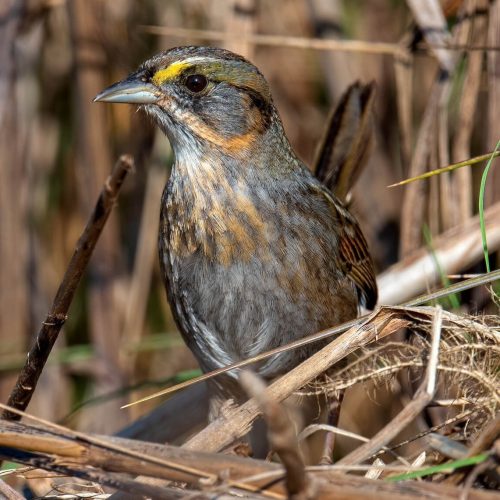 Seaside Sparrow © Shailesh Pinto