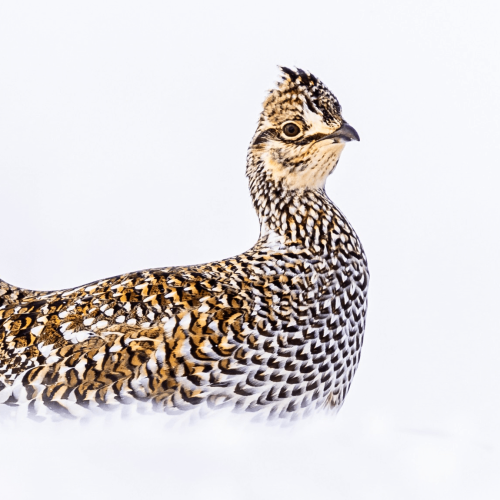 Sharp-tailed Grouse © Brad Imhoff