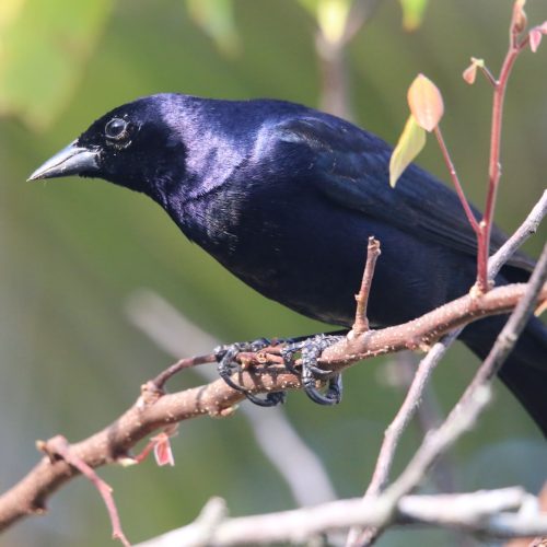 Shiny Cowbird © John Groskopf