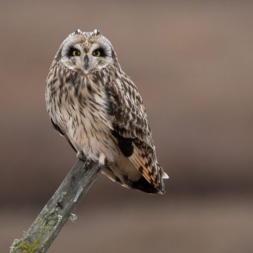 Short-eared Owl © Liam Hutcheson