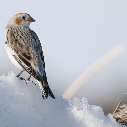 Snow Bunting © Liam Hutcheson