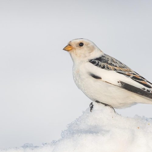 Snow Bunting © Seth Owens