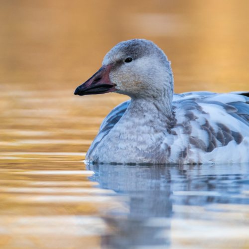 Snow Goose © Levi Plummer