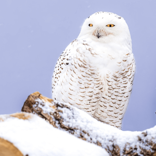 Snowy Owl © Brad Imhoff