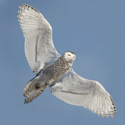 Snowy Owl © Matt Misewicz alt