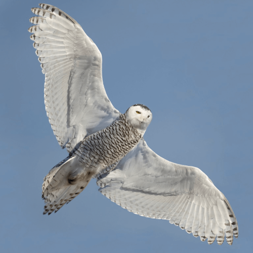 Snowy Owl © Matt Misewicz