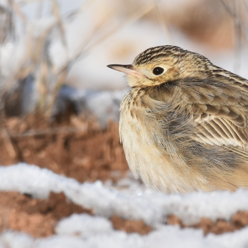 Sprague_s Pipit © Jack Parlapiano HERO