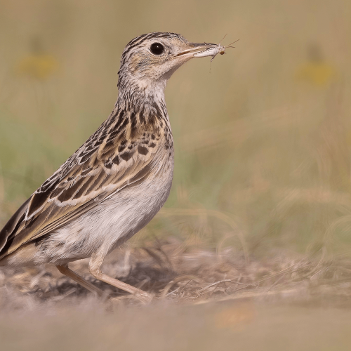 Sprague's Pipit © Matt Misewicz