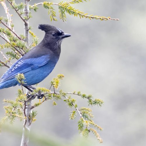 Steller's Jay © Liam Hutcheson