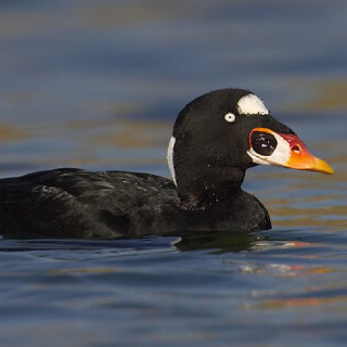 Surf-Scoter-2
