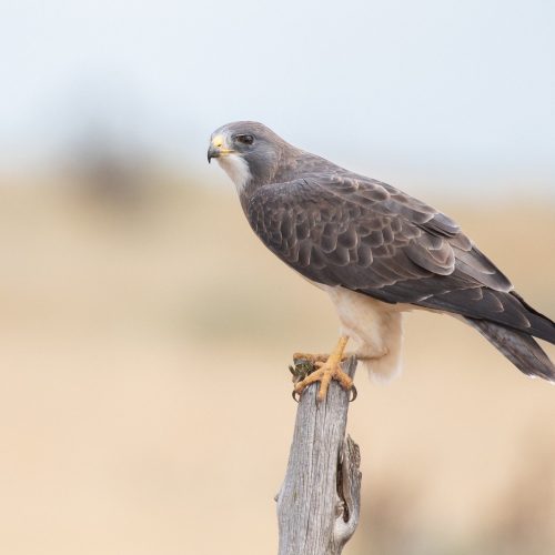 Swainson's Hawk © Jack Parlapiano