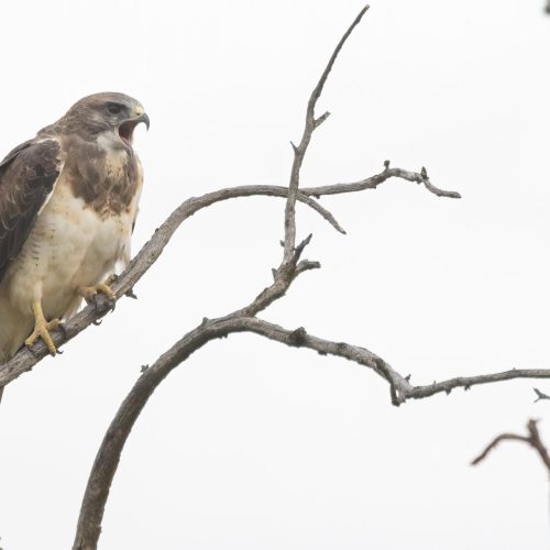 Swainson_s Hawk © Liam Hutcheson