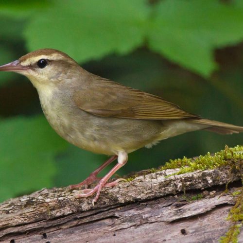 Swainson's Warbler © Robert Royse