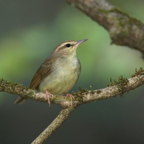 Swainson's Warbler © Robert Royse