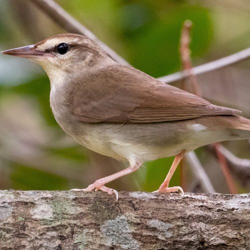 Swainson's Warbler © Kyle Matera
