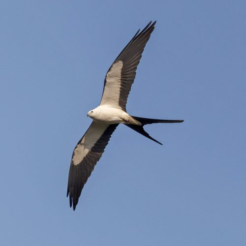 Swallow-tailed Kite © Robert Royse