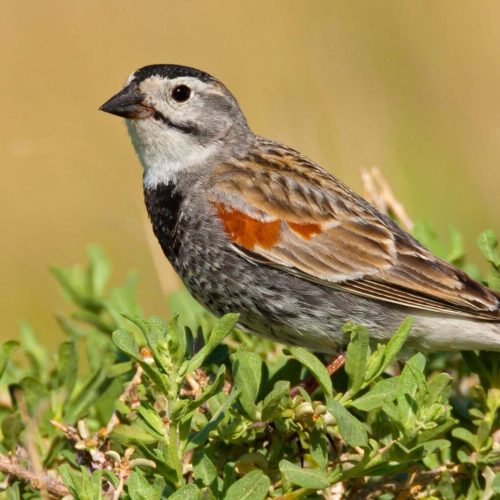 Thick-billed Longspur © Robert Royse