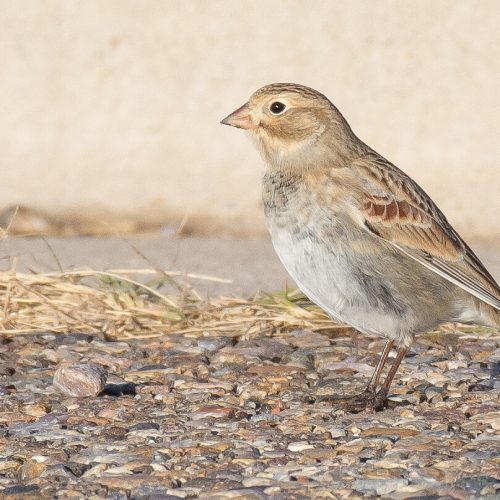 Thick-billed Longspur © Jack Parlapiano