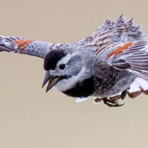 Thick-billed Longspur © Shailesh Pinto