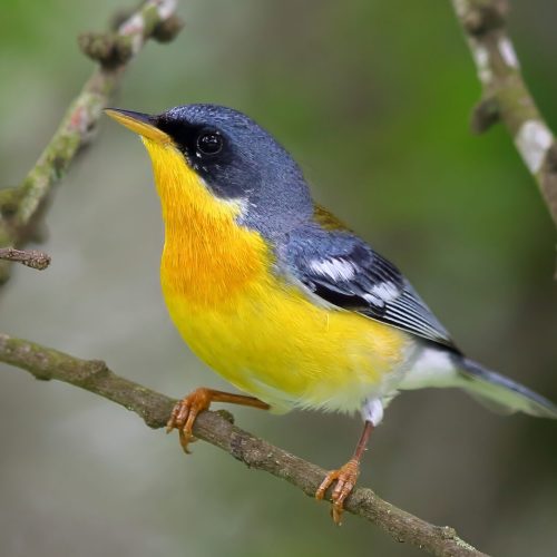 Tropical Parula © Charles Trapani