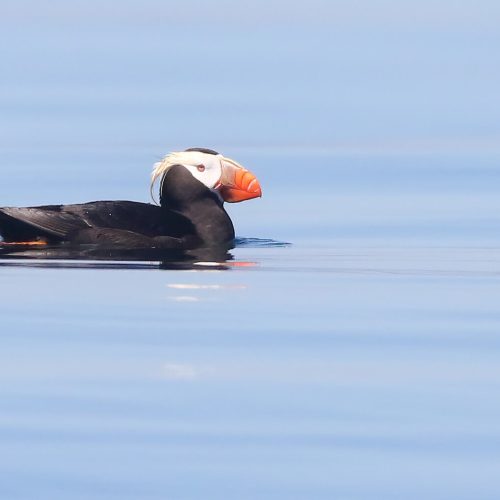 Tufted Puffin © Liam Hutcheson