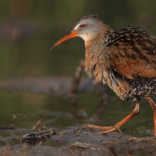 Virginia Rail © Matt Misewicz