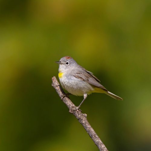 Virginia_s Warbler Hero alt © Robert Royse