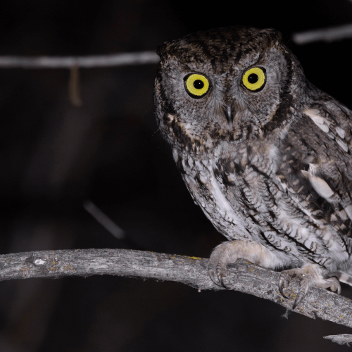 Western Screech-Owl © Liam Hutcheson