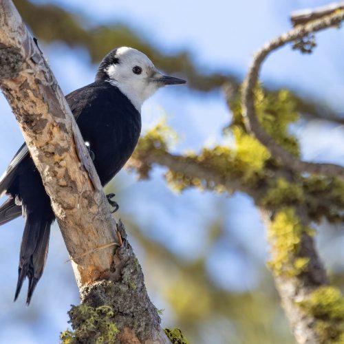 White-headed Woodpecker © Liam Hutcheson