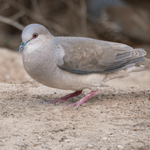 White-tipped Dove © Bryan Calk