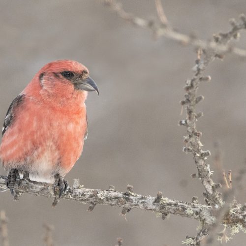 White-winged Crossbill Bryan Calk