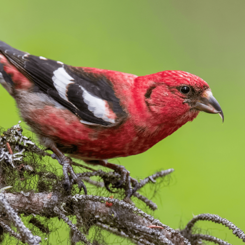 White-winged Crossbill © Shailesh Pinto