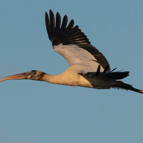 Wood Stork © Bryan Calk