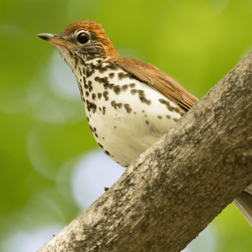 Wood Thrush © Brad Imhoff