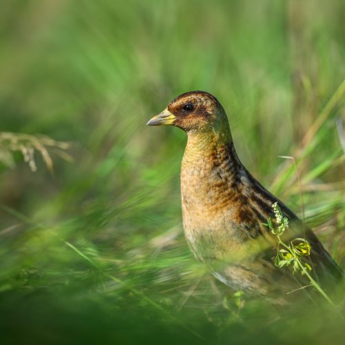 Yellow Rail © Seth Owens