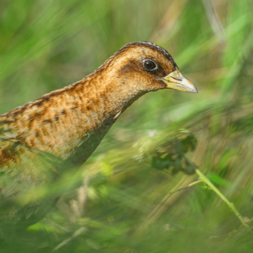 Yellow Rail © Seth Owens